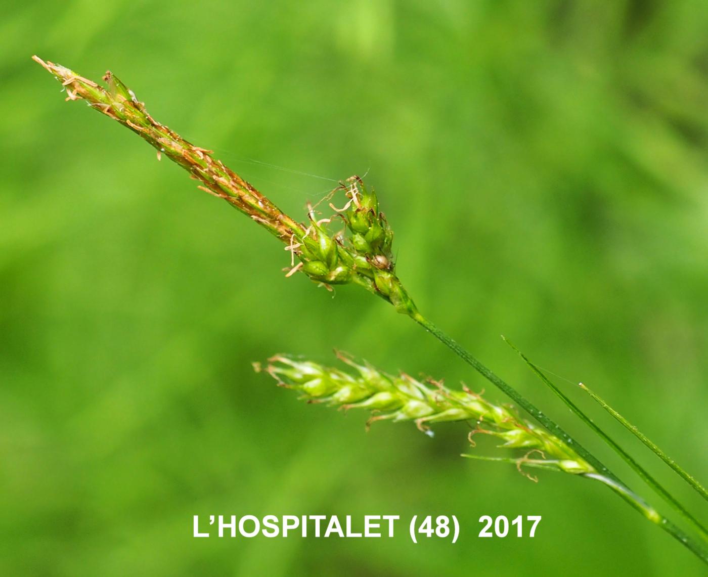 Sedge, Wood flower